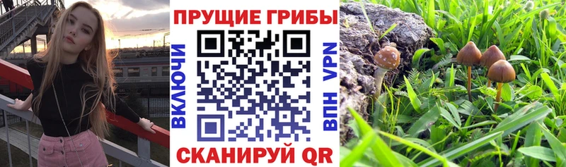 omg ТОР  Карабаново  Псилоцибиновые грибы ЛСД  наркота 